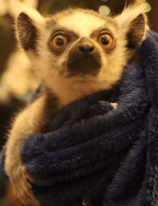 live lemur at Spooky Empire 2021